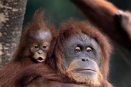 Big Apes or Orang Utan with orange hairy playing with her child.の写真素材