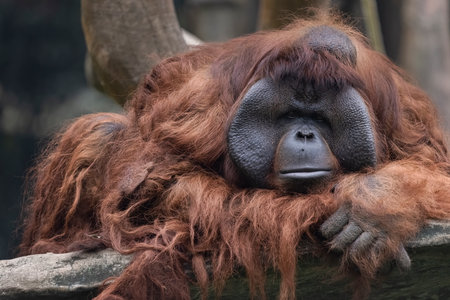Big Apes or Orang Utan with orange hairy playing with her child.の写真素材
