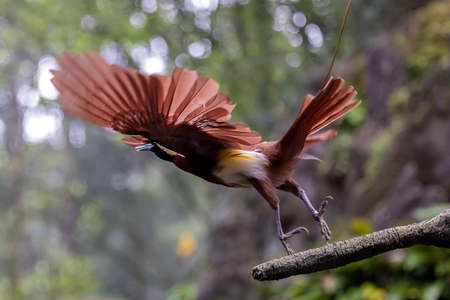 beautiful and colorful bird sitting in the branch with bokeh background.