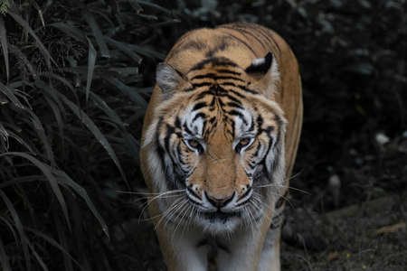 Big Tiger watching in the dark to strike their prey, tiger is a natural carnivore predator.の写真素材