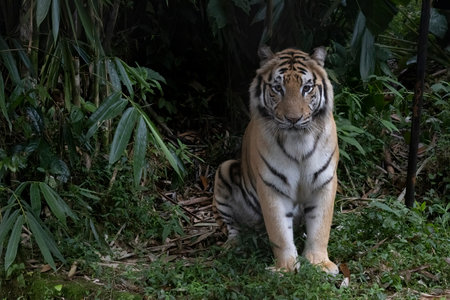 Big Tiger watching in the dark to strike their prey, tiger is a natural carnivore predator.