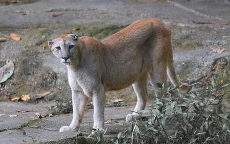 Big Lion as a top predator walking in the jungle to catch their preyの写真素材