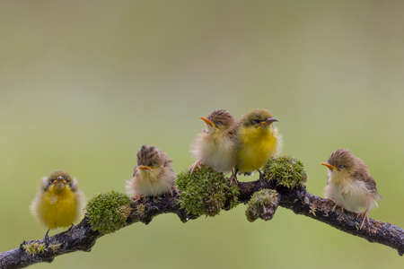 Yellow Sunbird just feeding her chick in the bright morning with bokeh background.