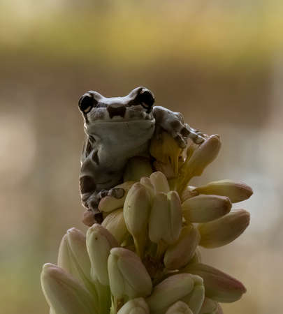 Cute Frog sitting behind the green leaves.の写真素材