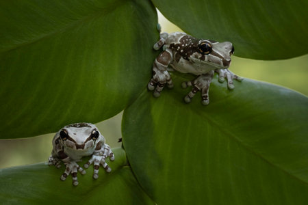 Cute Frog sitting behind the green leaves.