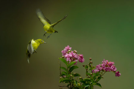 Beautiful Colibri bird sipping honey flower with colorful bokeh background.