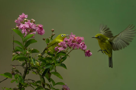 Beautiful Colibri bird sipping honey flower with colorful bokeh background.