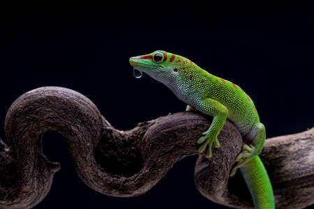 green Chameleon Lizard sitting in flower branchの写真素材