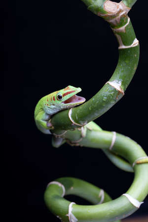 green Chameleon Lizard sitting in flower branchの写真素材
