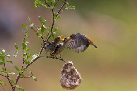 Close-up photo of Yellow Sunbird Colibri hover-fly to feed their chick with a beautiful bokeh backgroundの写真素材