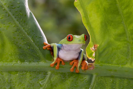 Red Eye tree frog slowly moving across the tree branchの写真素材