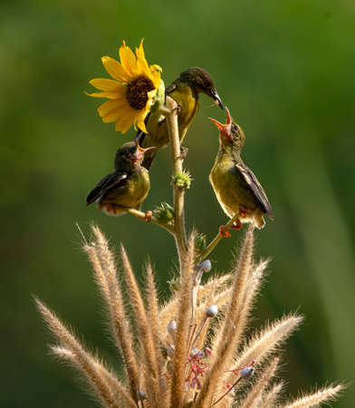 Yellow Sunbird just feeding her chick in the bright morning with bokeh background.の写真素材