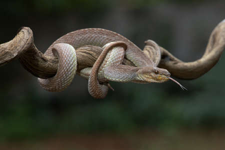 A venomous snake  as a natural predator ready to strike their prey.の写真素材