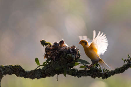 Yellow Canary bird just feeding her chick in the bright morning with bokeh background.の写真素材