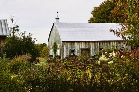 All made of wood with a metal roof, this building houses animals. The flowers have a brown color. Ulverton, Quebec, Canada; October 3, 2019.のeditorial素材