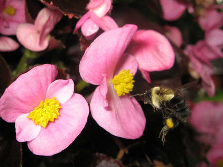 bumblebee in flightの写真素材