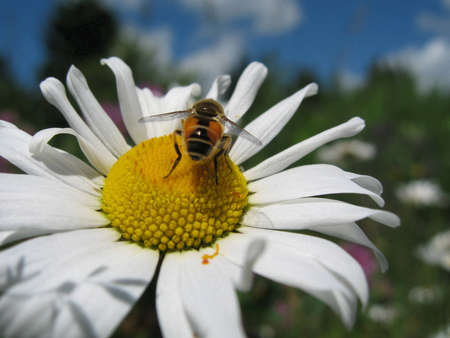 bee on a daisyの写真素材