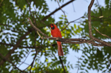 Cardinalの写真素材