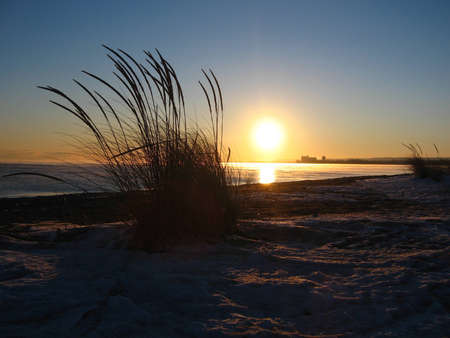 Winter Beach Weedsの写真素材