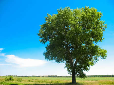 Green summer landscape scenic view.の写真素材