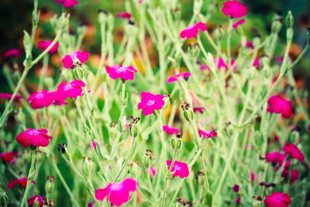 Beautiful wild pink flowersの写真素材