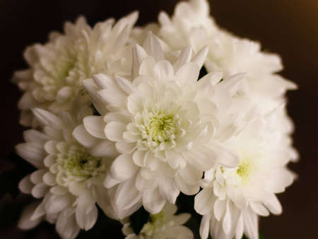 Close-up white flower with a petalsの写真素材