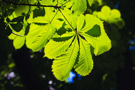 spring background with green leaves of Chestnut