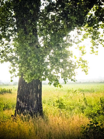crone of tree on a sky abstract