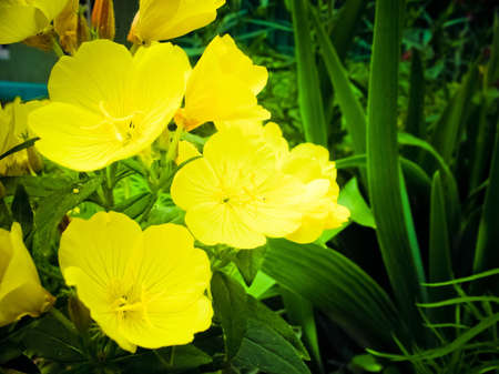 Beautiful wild  yellow flowersの写真素材
