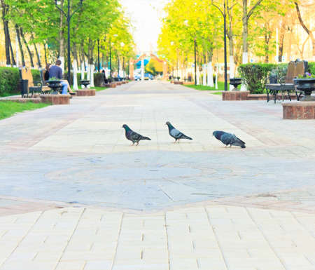 walk way surface of concrete blocksのeditorial素材
