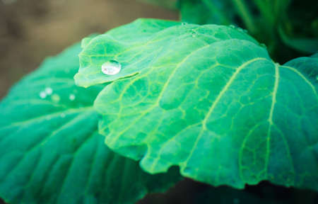 Water drops on green plantの写真素材