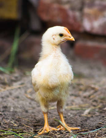 Adorable and little chick on the green grassの写真素材