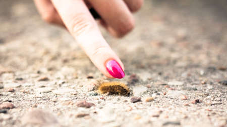 Caterpillar in natural conditions of a habitatの写真素材