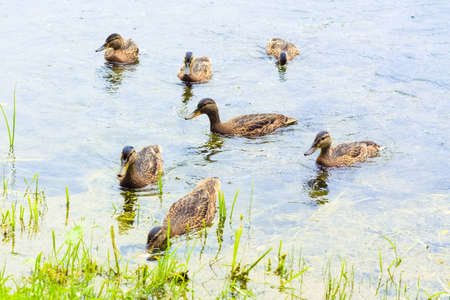 Group of mallard ducks on the lakeの写真素材