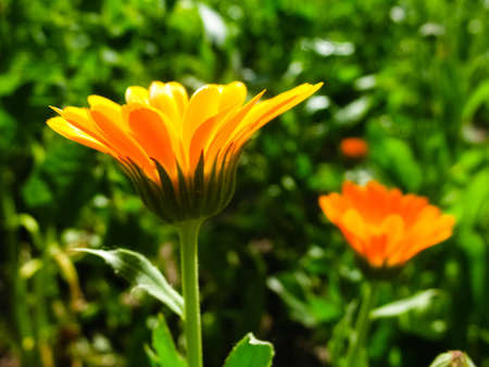 Beautiful wild orange flowersの写真素材