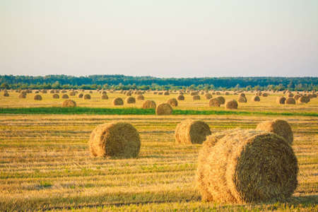 Perfect harvest landscape with straw balesの写真素材