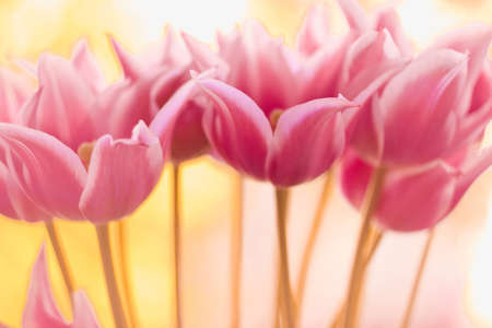 Pink Tulips. Flower background