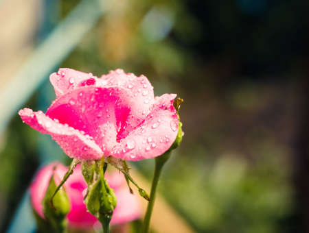 Red Rose on the Branch in the Gardenの写真素材
