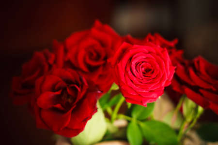Macro shot of Purple Roses Bouquetの写真素材