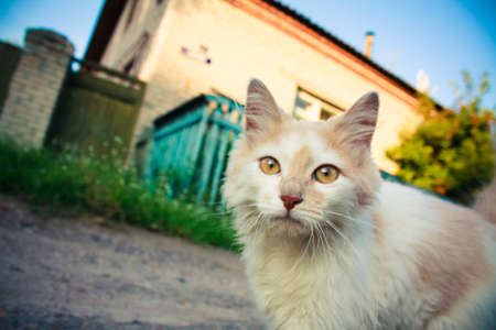 White green-eyed catの写真素材