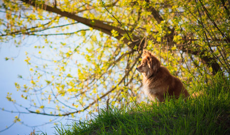 The red dog sitting on a grass basks in the sunの写真素材