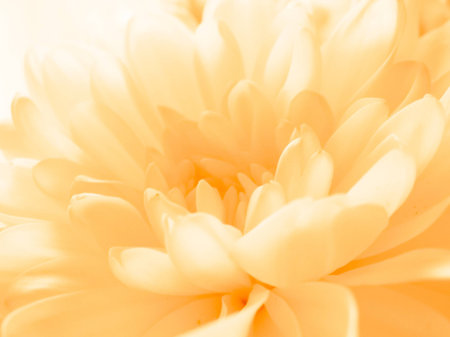 Close-up  yellowflower with a petalsの写真素材