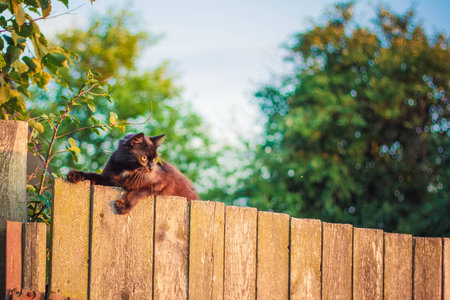 Cat is walking on a fence. Neighbors? cat is staring at photographer.の写真素材