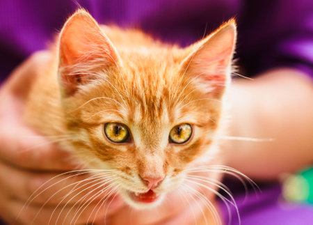 Red kitten in the handsの写真素材