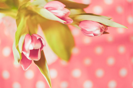 Pink Tulips  Flower backgroundの写真素材