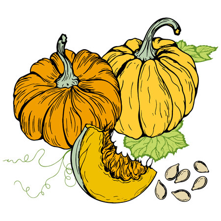 pumpkin style logo in retro style hand-drawn, style realism, card with pumpkins, pumpkin seeds, vector illustrationのイラスト素材