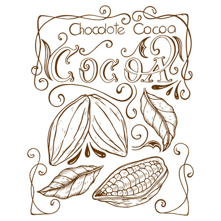 cocoa drawn by hand in retro style, cocoa beans, vector image, white background, sketchのイラスト素材