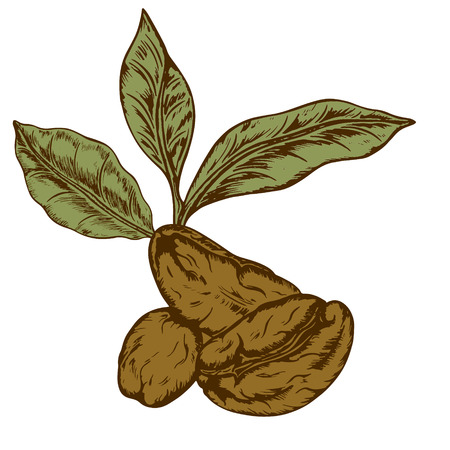 coffee logo drawn by hand in retro style, coffee grains, leaves, letering, vector illustration, white backgroundのイラスト素材