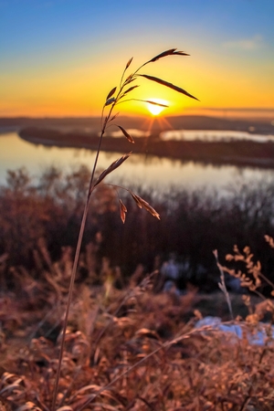 Sunrise Behind Plantsの写真素材