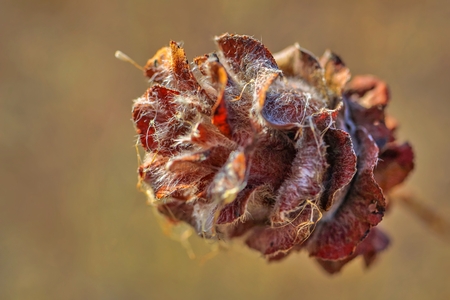 Close Up Plantの写真素材